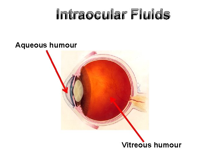 Intraocular Fluids Aqueous humour Vitreous humour 