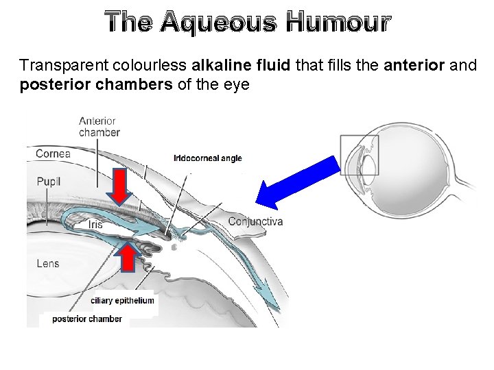 The Aqueous Humour Transparent colourless alkaline fluid that fills the anterior and posterior chambers