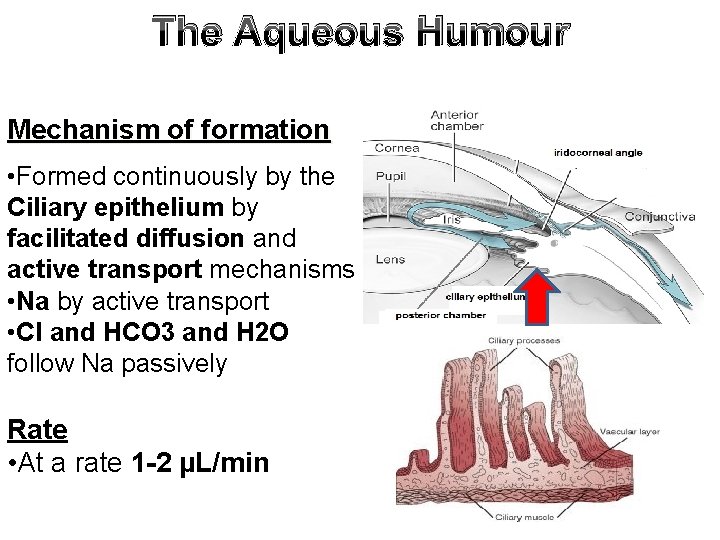 The Aqueous Humour Mechanism of formation • Formed continuously by the Ciliary epithelium by