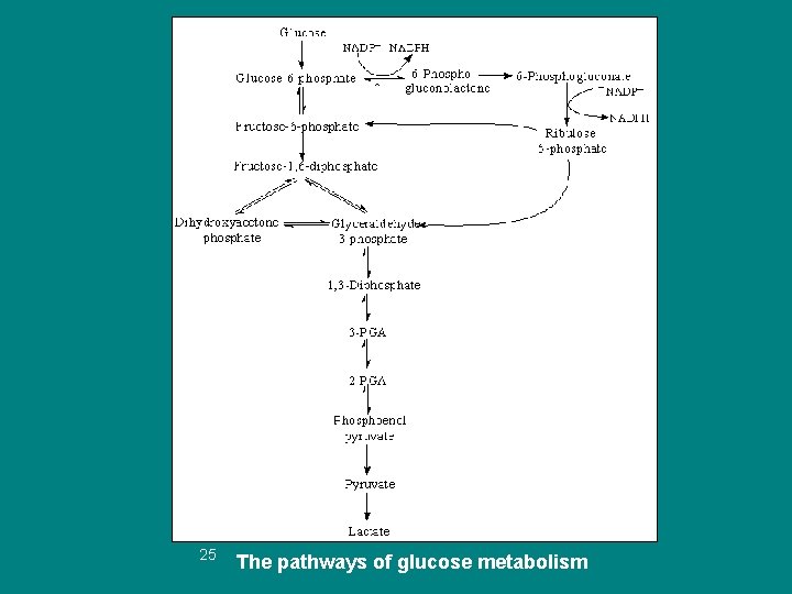 25 The pathways of glucose metabolism 
