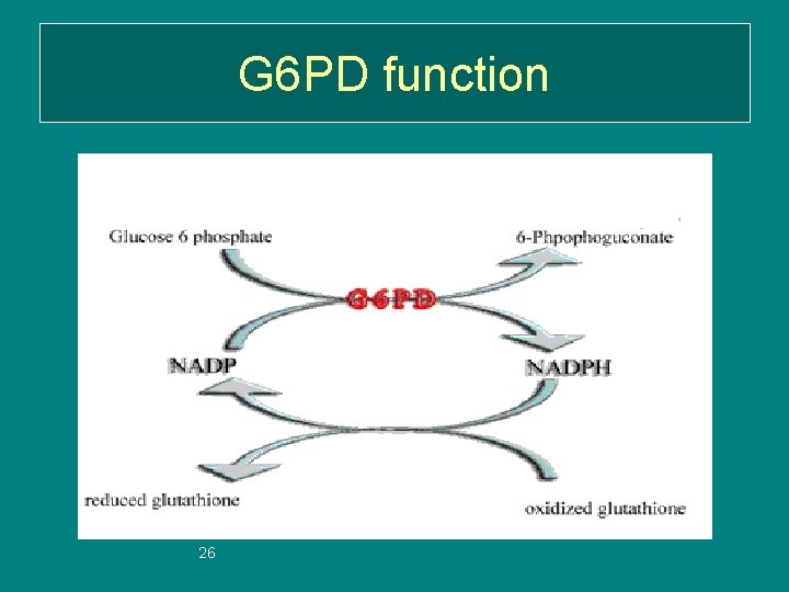 G 6 PD function 26 