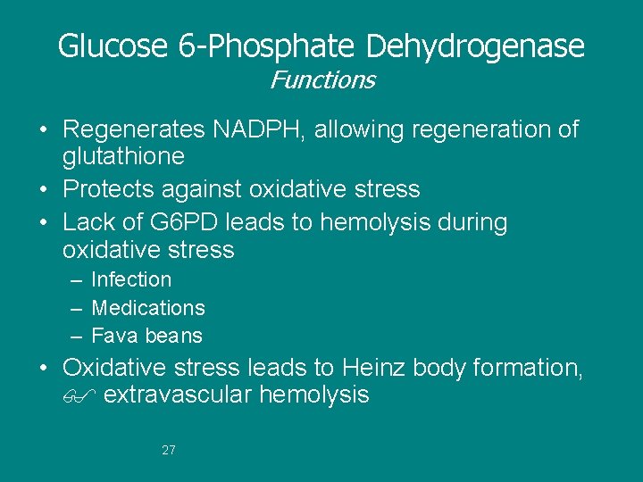 Glucose 6 -Phosphate Dehydrogenase Functions • Regenerates NADPH, allowing regeneration of glutathione • Protects