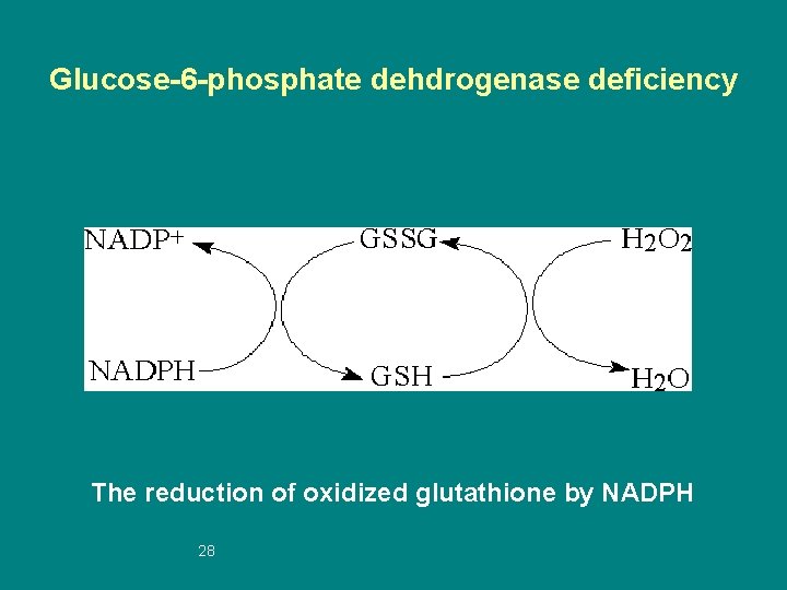 Glucose-6 -phosphate dehdrogenase deficiency The reduction of oxidized glutathione by NADPH 28 