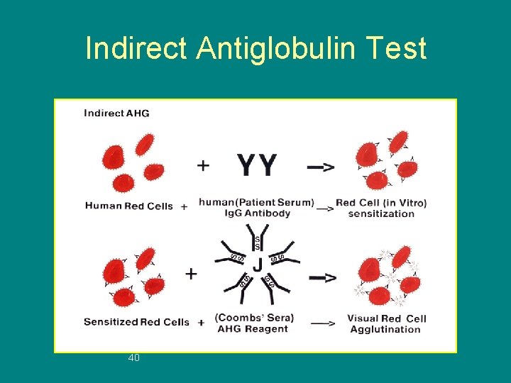 Indirect Antiglobulin Test 40 