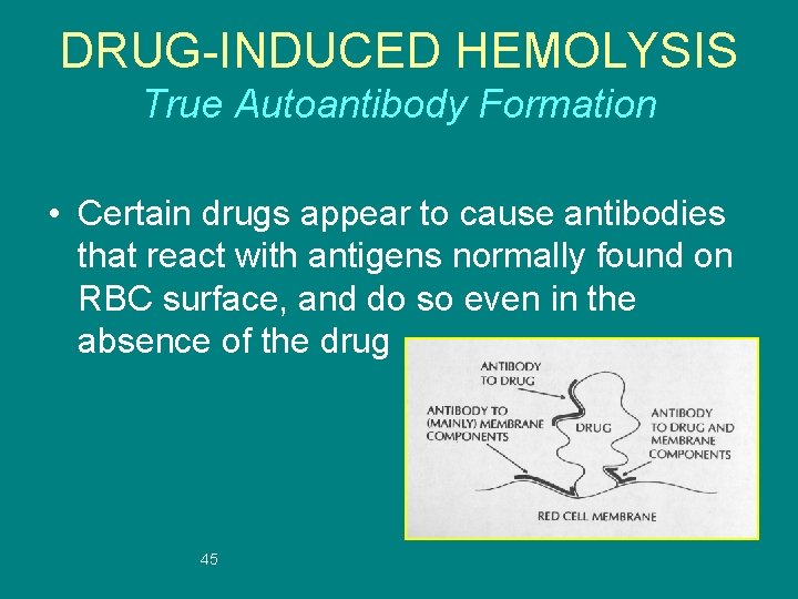 DRUG-INDUCED HEMOLYSIS True Autoantibody Formation • Certain drugs appear to cause antibodies that react
