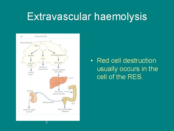 Extravascular haemolysis • Red cell destruction usually occurs in the cell of the RES.