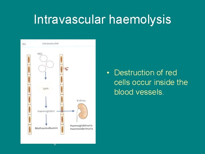 Intravascular haemolysis • Destruction of red cells occur inside the blood vessels. 6 