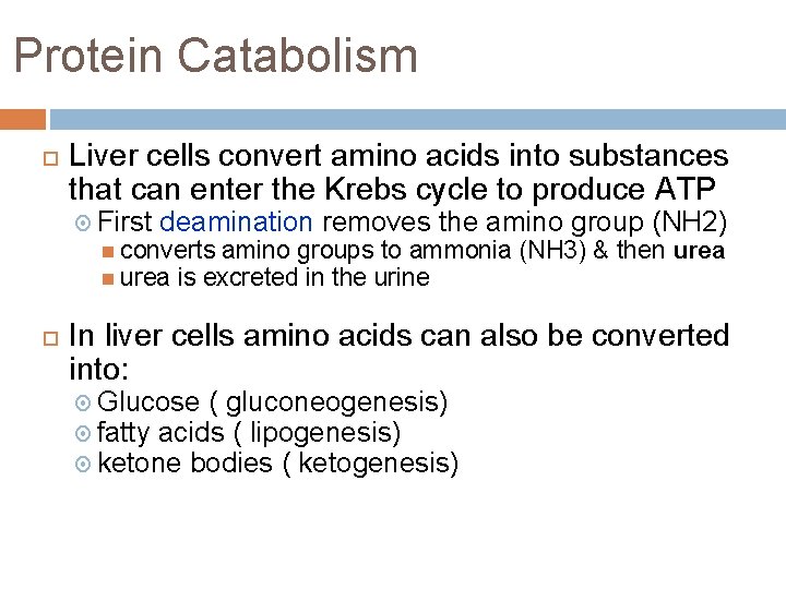 Protein Catabolism Liver cells convert amino acids into substances that can enter the Krebs