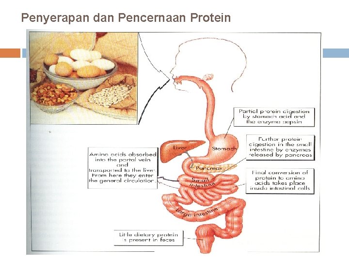 Penyerapan dan Pencernaan Protein 