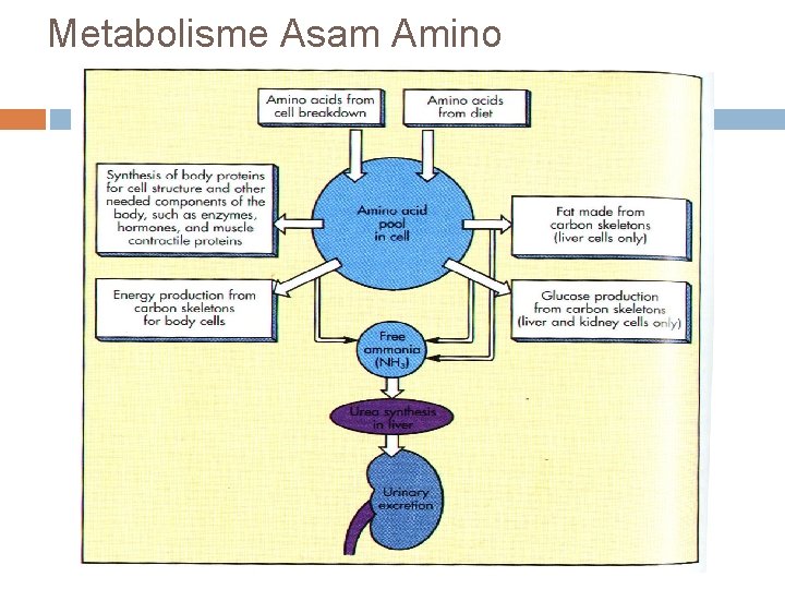 Metabolisme Asam Amino 