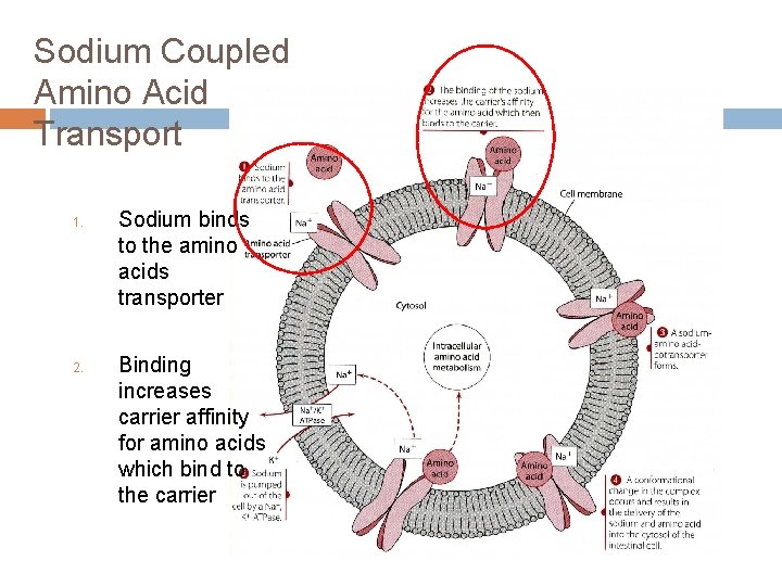 Sodium Coupled Amino Acid Transport 1. 2. Sodium binds to the amino acids transporter