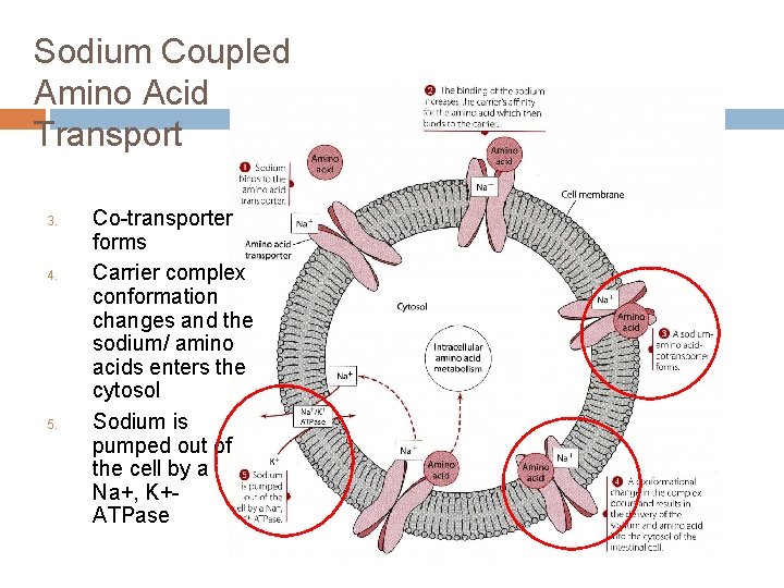 Sodium Coupled Amino Acid Transport 3. 4. 5. Co-transporter forms Carrier complex conformation changes