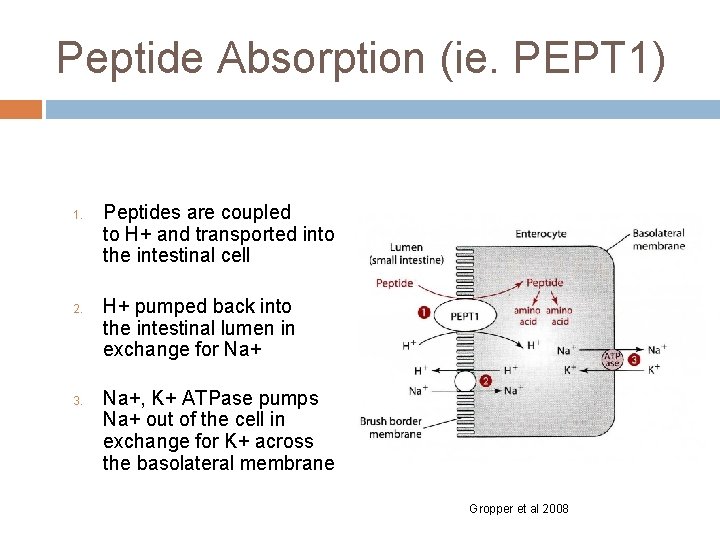 Peptide Absorption (ie. PEPT 1) 1. 2. 3. Peptides are coupled to H+ and