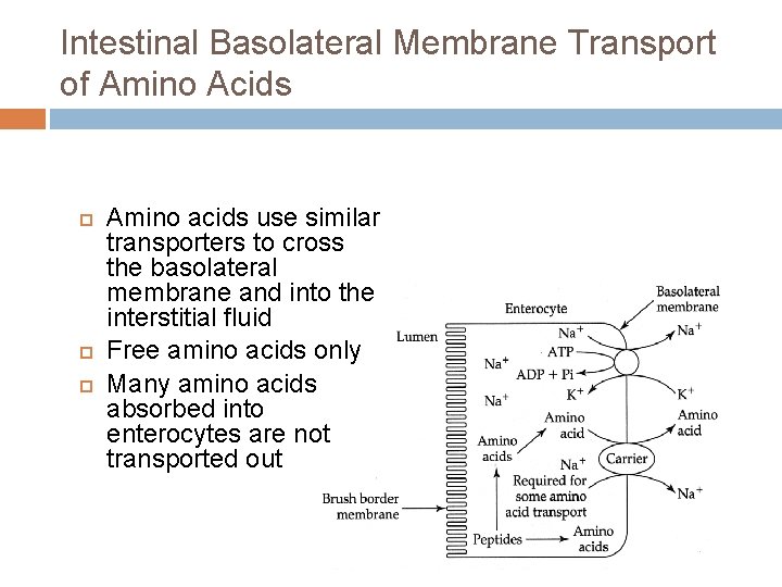 Intestinal Basolateral Membrane Transport of Amino Acids Amino acids use similar transporters to cross