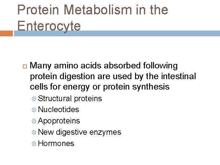 Protein Metabolism in the Enterocyte Many amino acids absorbed following protein digestion are used