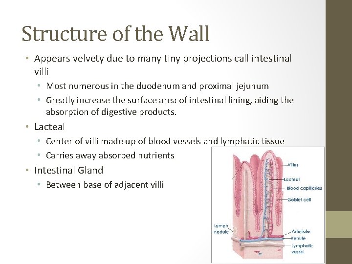 Structure of the Wall • Appears velvety due to many tiny projections call intestinal