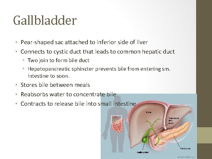 Digestion Day 3 GallbladderSmall Intestines Composition of Bile