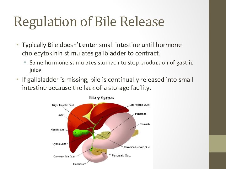 Regulation of Bile Release • Typically Bile doesn’t enter small intestine until hormone cholecytokinin
