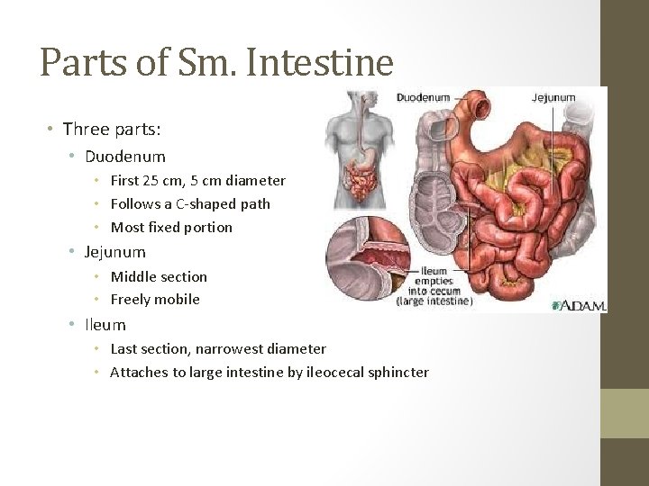 Parts of Sm. Intestine • Three parts: • Duodenum • First 25 cm, 5