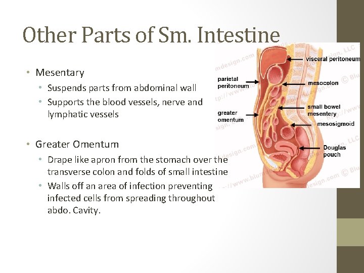 Other Parts of Sm. Intestine • Mesentary • Suspends parts from abdominal wall •