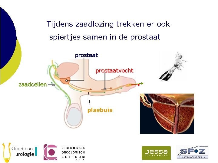 Tijdens zaadlozing trekken er ook spiertjes samen in de prostaatvocht zaadcellen plasbuis 