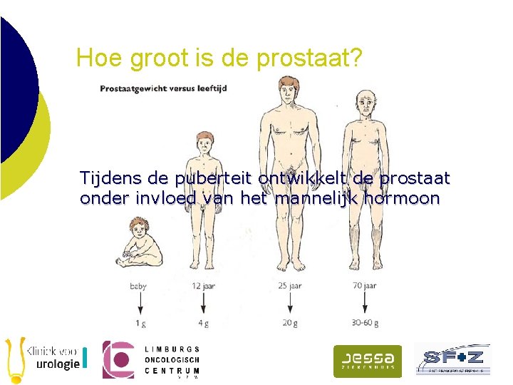 Hoe groot is de prostaat? Tijdens de puberteit ontwikkelt de prostaat onder invloed van