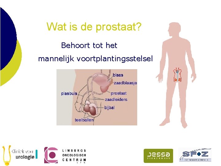 Wat is de prostaat? Behoort tot het mannelijk voortplantingsstelsel 