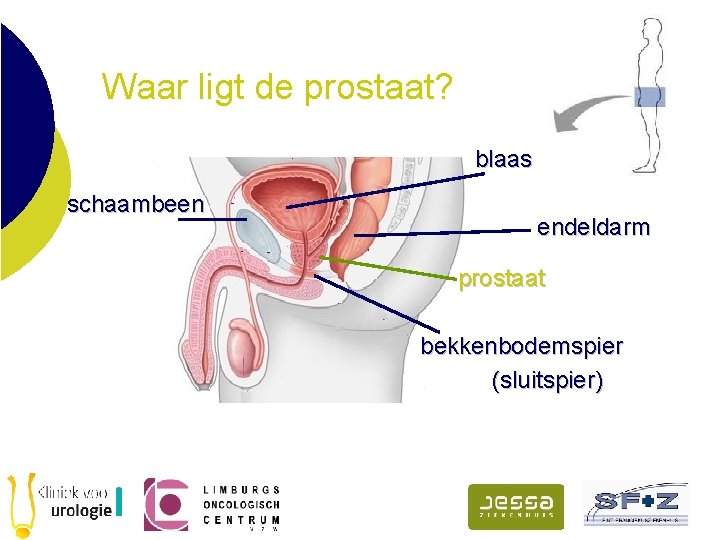 Waar ligt de prostaat? blaas schaambeen endeldarm prostaat bekkenbodemspier (sluitspier) 