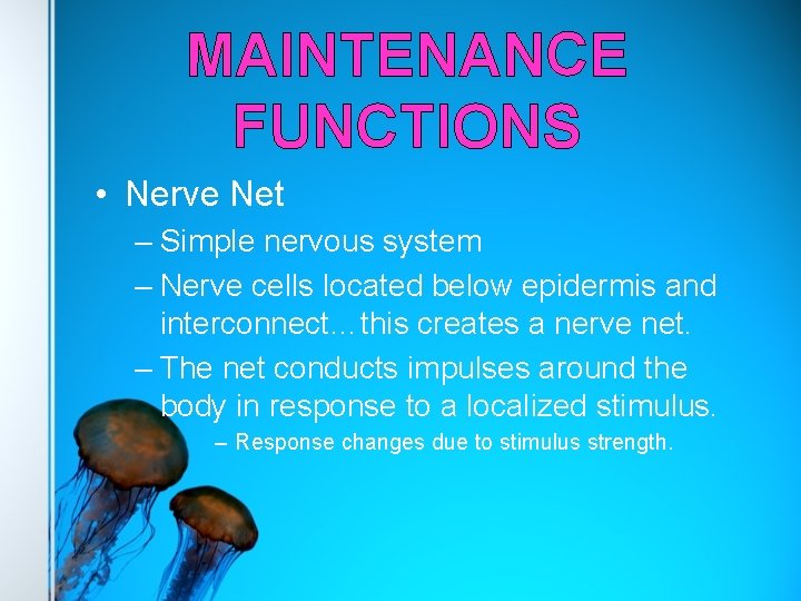MAINTENANCE FUNCTIONS • Nerve Net – Simple nervous system – Nerve cells located below