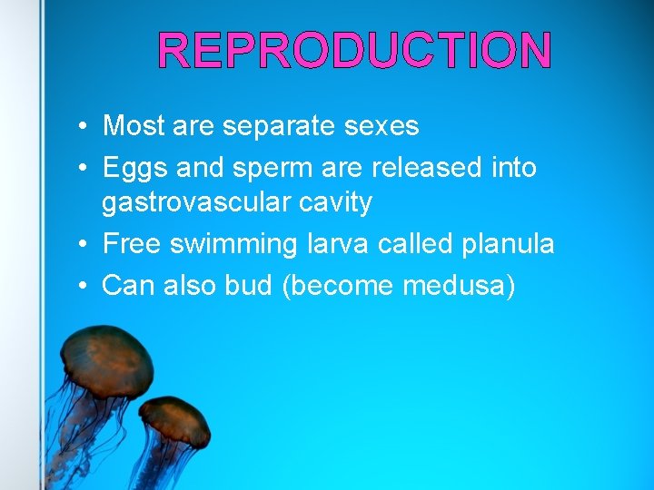 REPRODUCTION • Most are separate sexes • Eggs and sperm are released into gastrovascular
