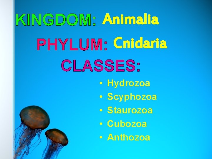 KINGDOM: Animalia PHYLUM: Cnidaria CLASSES: • • • Hydrozoa Scyphozoa Staurozoa Cubozoa Anthozoa 