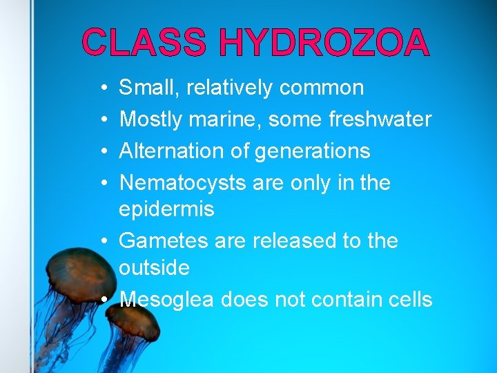 CLASS HYDROZOA • • Small, relatively common Mostly marine, some freshwater Alternation of generations
