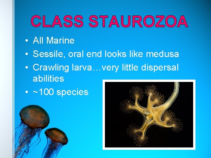 CLASS STAUROZOA • All Marine • Sessile, oral end looks like medusa • Crawling