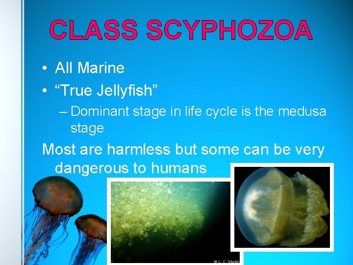 CLASS SCYPHOZOA • All Marine • “True Jellyfish” – Dominant stage in life cycle