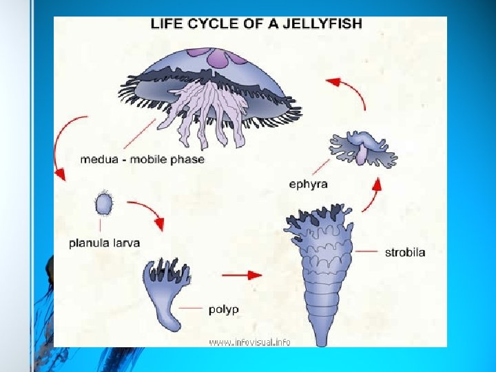 Page Title • Note 1 • Note 2 • Note 3 
