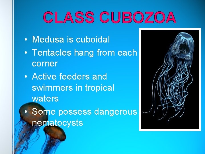CLASS CUBOZOA • Medusa is cuboidal • Tentacles hang from each corner • Active