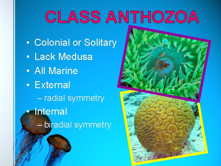 CLASS ANTHOZOA • • Colonial or Solitary Lack Medusa All Marine External – radial