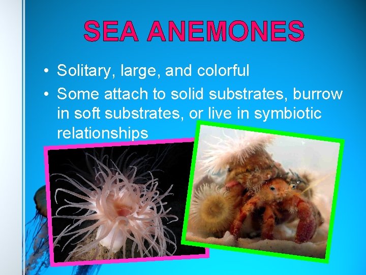 SEA ANEMONES • Solitary, large, and colorful • Some attach to solid substrates, burrow