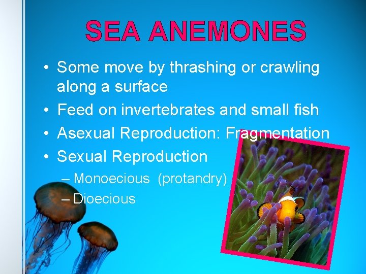 SEA ANEMONES • Some move by thrashing or crawling along a surface • Feed