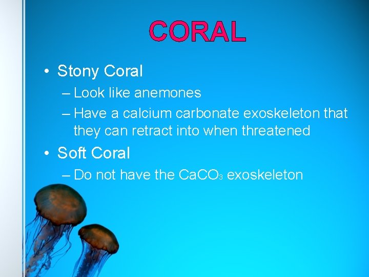 CORAL • Stony Coral – Look like anemones – Have a calcium carbonate exoskeleton