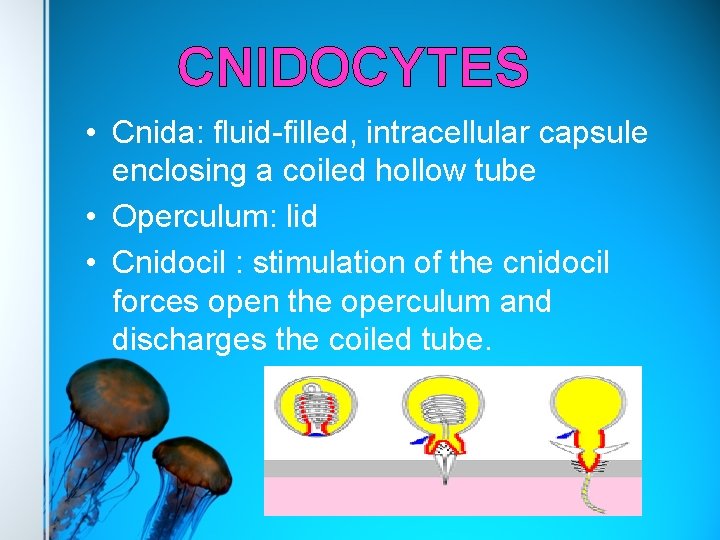 CNIDOCYTES • Cnida: fluid-filled, intracellular capsule enclosing a coiled hollow tube • Operculum: lid