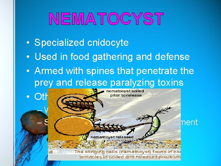 NEMATOCYST • Specialized cnidocyte • Used in food gathering and defense • Armed with