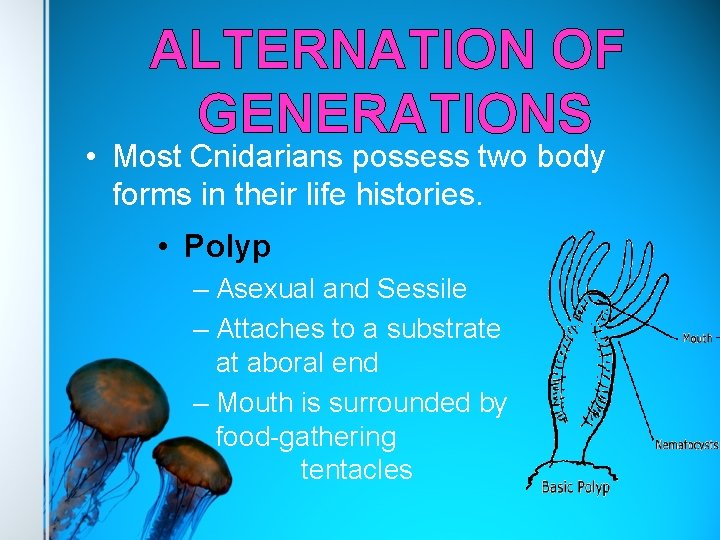 ALTERNATION OF GENERATIONS • Most Cnidarians possess two body forms in their life histories.