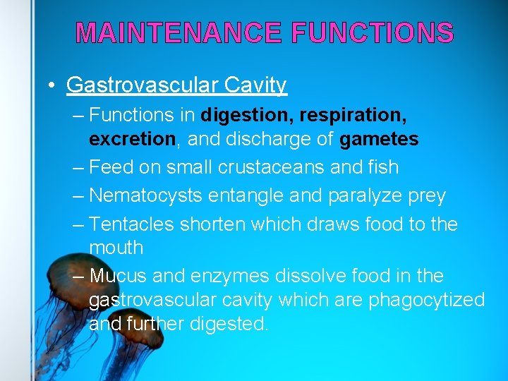 MAINTENANCE FUNCTIONS • Gastrovascular Cavity – Functions in digestion, respiration, excretion, and discharge of