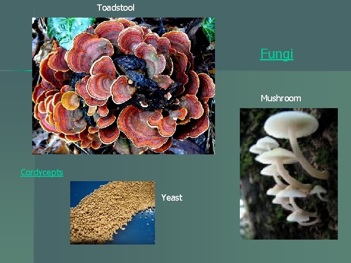 Toadstool Fungi Mushroom Cordycepts Yeast 