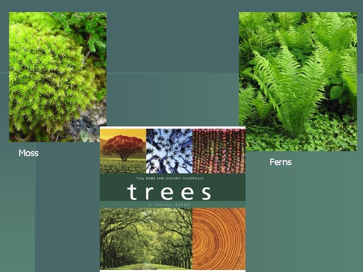 Moss Ferns 