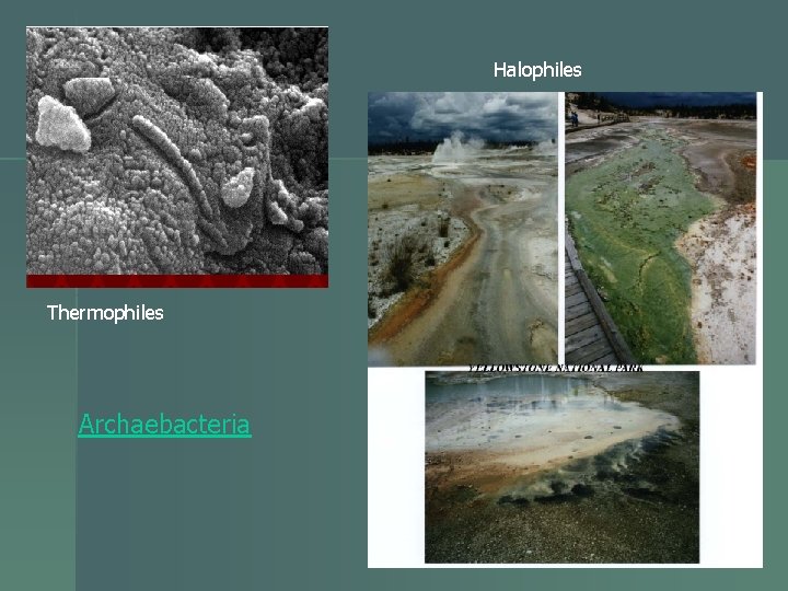 Halophiles Thermophiles Archaebacteria 