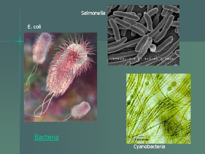 Salmonella E. coli Bacteria Cyanobacteria 