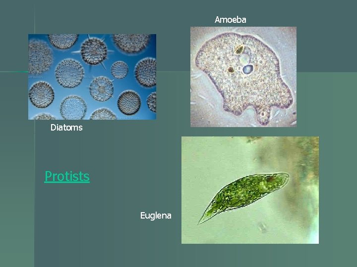 Amoeba Diatoms Protists Euglena 