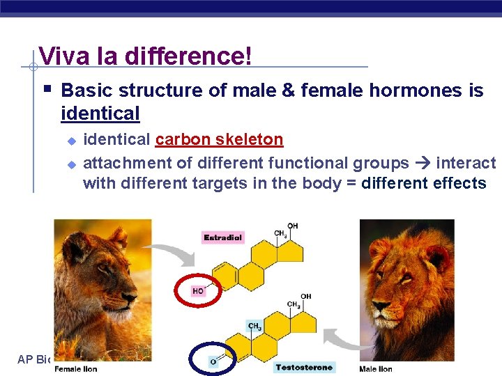 Viva la difference! § Basic structure of male & female hormones is identical u